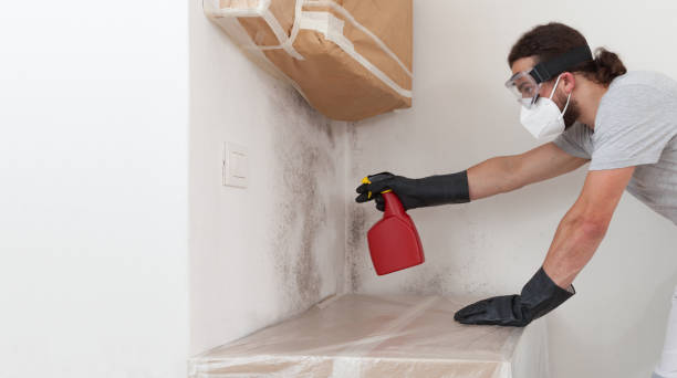 Professional Basement Mold Removal technician working in New Egypt, NJ