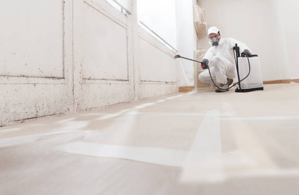 24/7 Emergency Basement Mold Removal experts in New Egypt, NJ