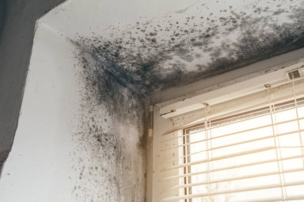 Affordable Basement Mold Removal solutions in New Egypt, NJ